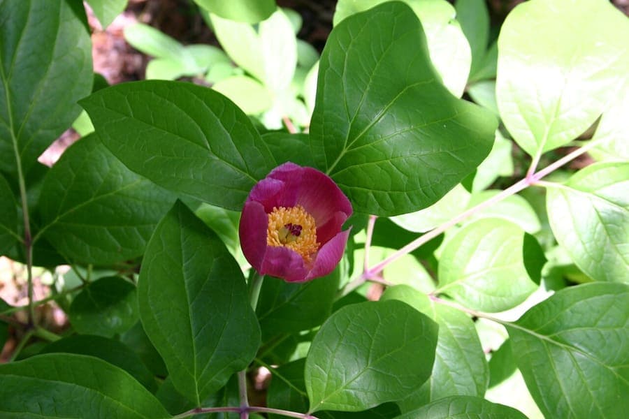Flowers of Paeonia obovata in a Japanese garden