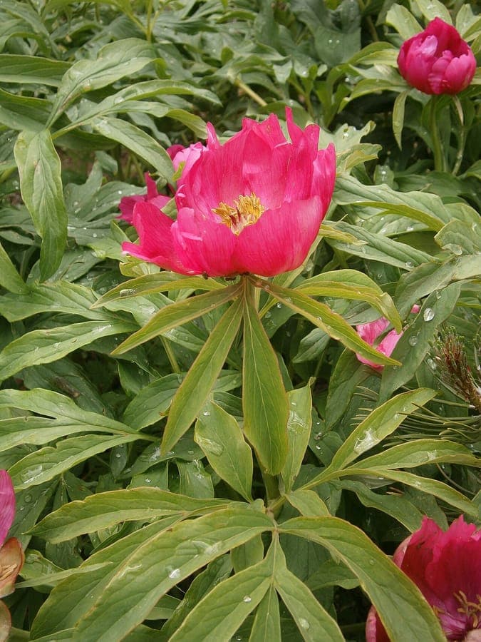 Boerenpioen in volle bloei met grote, gekleurd bloemen in een traditionele tuin