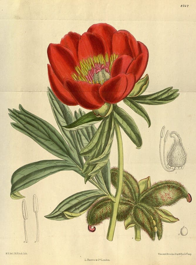 Pivoine voyageuse en pleine floraison dans une bordure ensoleillée