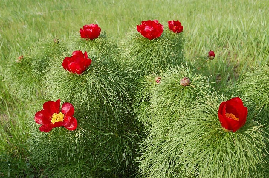 Netzblatt-Pfingstrose in voller Blüte mit fein gefiedertem Laub und tiefroten Blüten