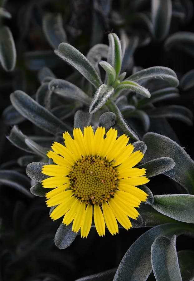 Marguerite mediterraneenne (Pallenis maritima) avec fleurs jaune or