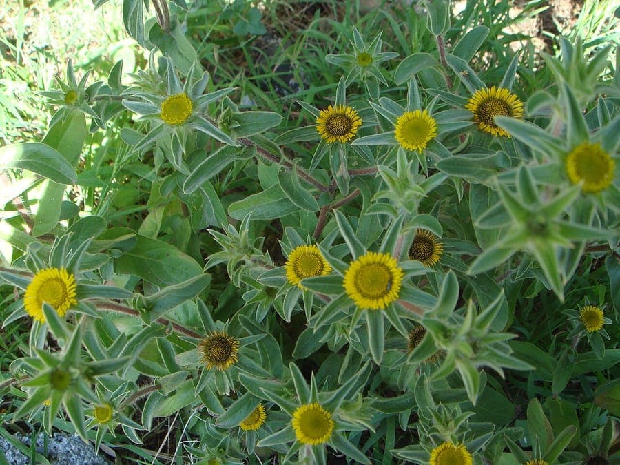Fleurs jaunes d'Pallenis spinosa avec epines