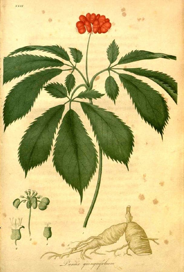 Amerikanischer Ginseng mit funfblattrigem Laub und roten Beeren
