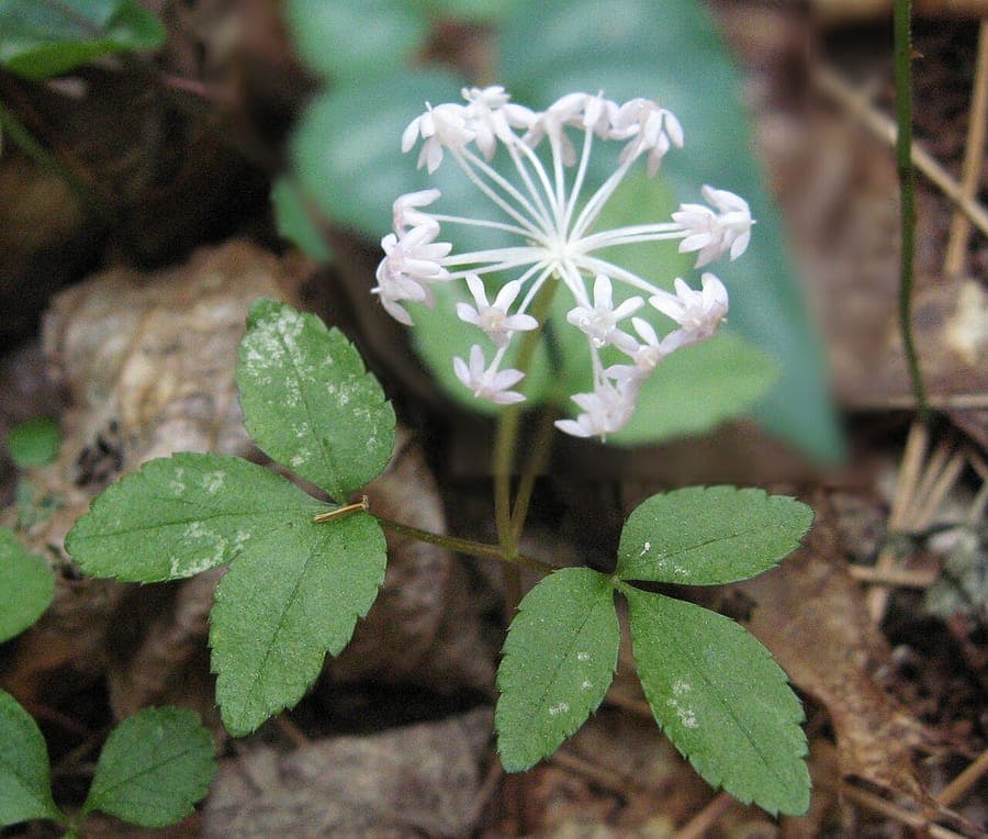 Dreiblättriger Ginseng mit charakteristischen gefiederten Blättern