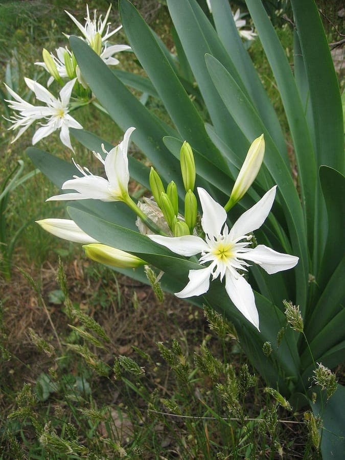 Illyrische Seekreuzblume (Pancratium illyricum) in voller Blouete mit duftenden Blueten