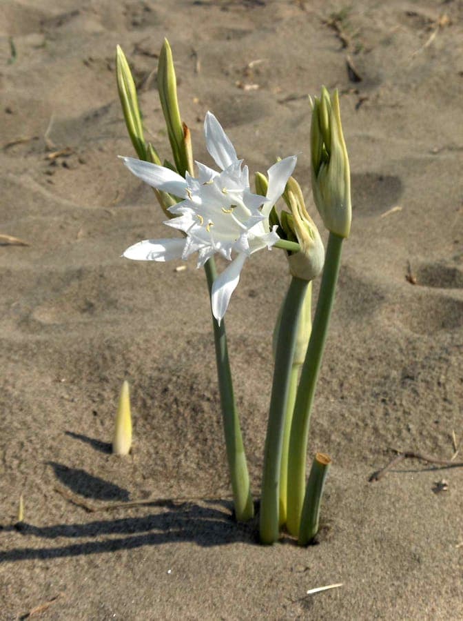 Pancratium maritimum sea-daffodil with fragrant white flowers