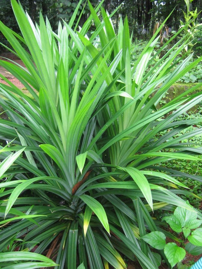 Pandan plant with long green leaves in spiral arrangement