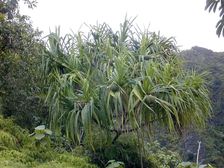 Spiralfoermig angeordnete Blaetter des Tahiti-Schraubenbaumes
