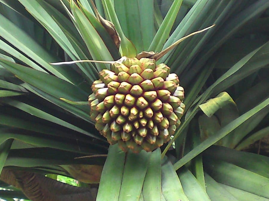 Pandanus utilis Screw Pine with characteristic spiral leaves