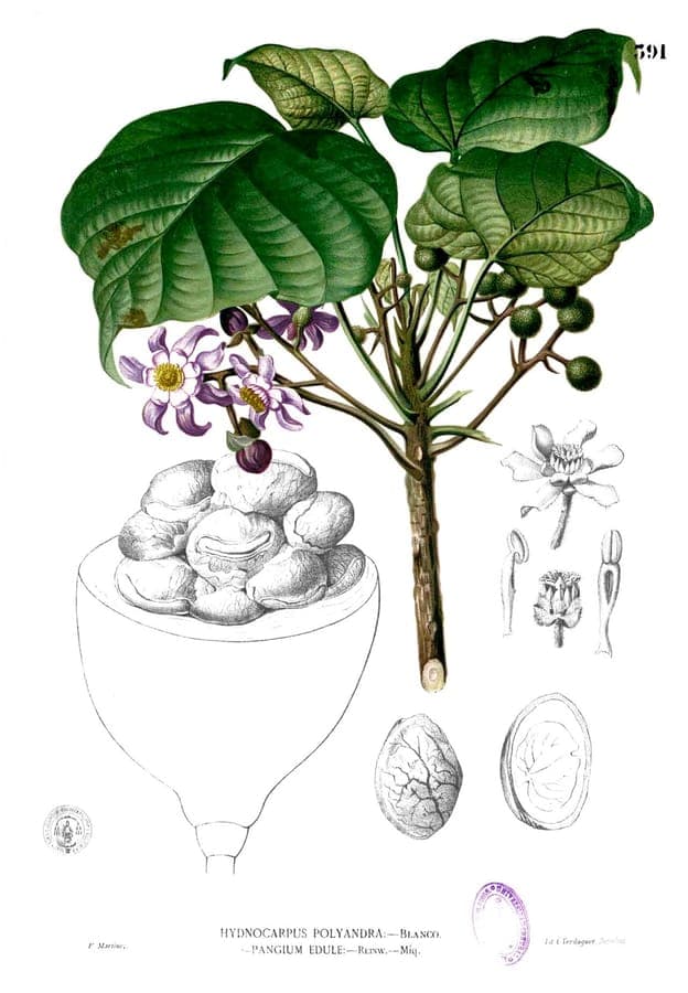 Kepayang tree bearing large football-shaped fruits