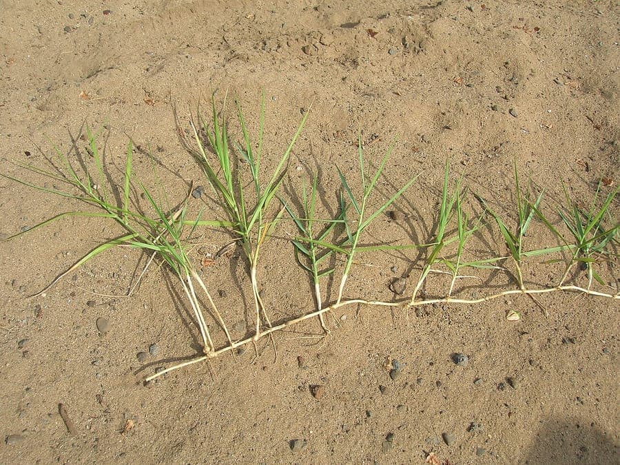 Herbe panicum rampante douce en plein soleil