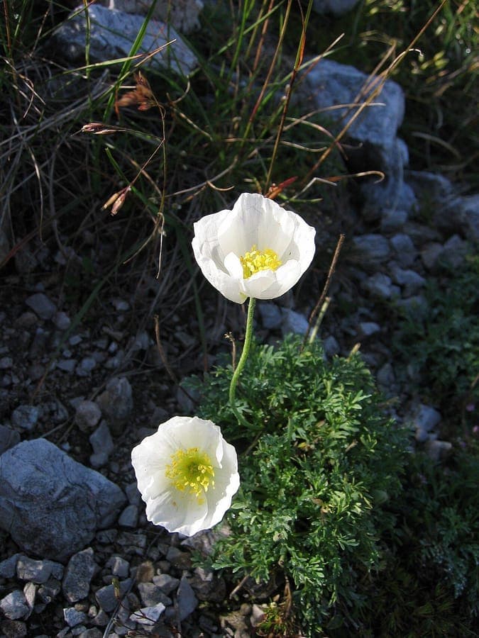 Colored flowers of alpine poppy in mountain setting