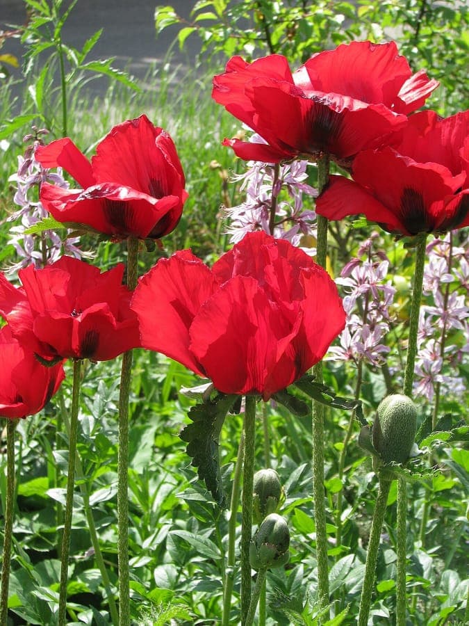 Scarlet-red flowers of Papaver bracteatum