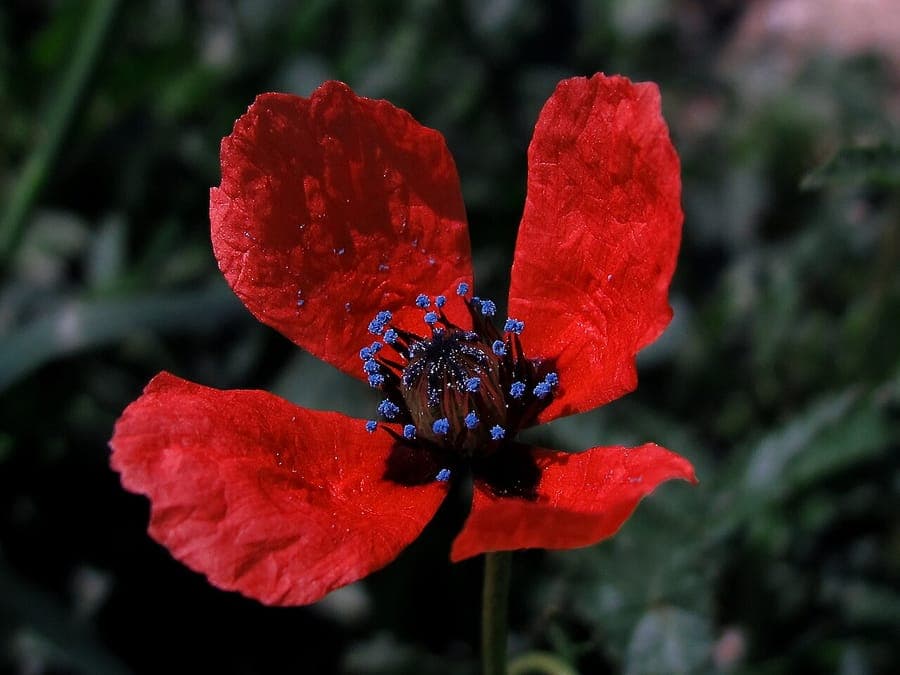 Bastard-Mohn mit leuchtend purpurroten Blüten und steifen Stängeln