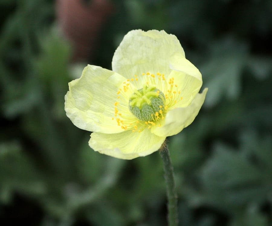 Papaver lapponicum flower in alpine setting with characteristic petals