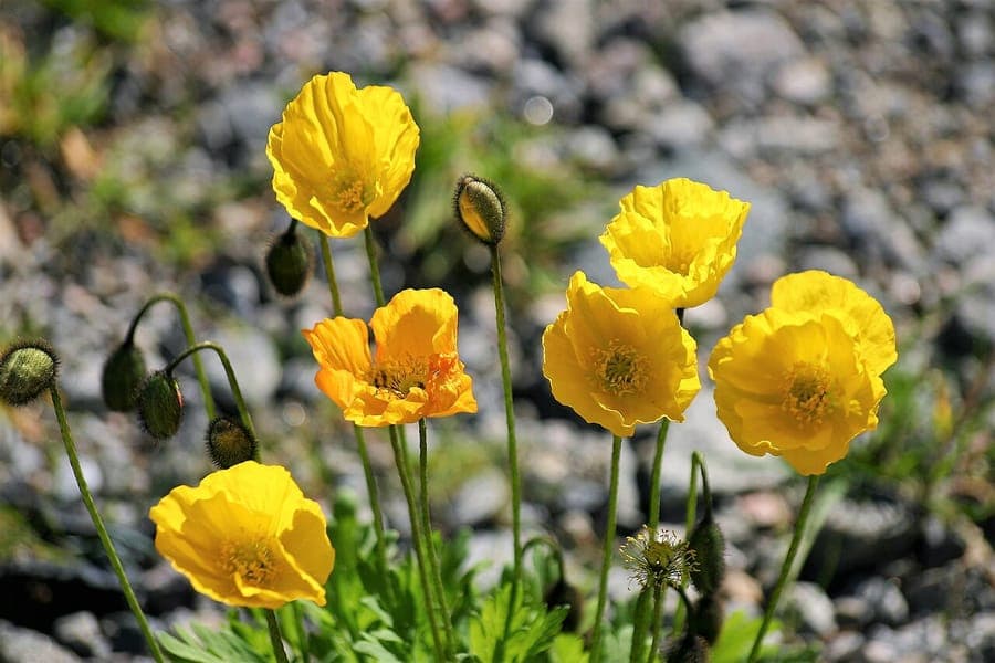 IJslands papaverstro met gele, oranje en rode bloemen