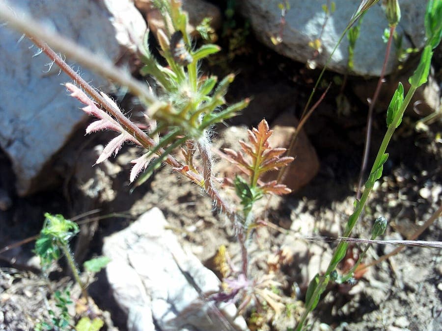 Papaver pinnatifidum displaying red-pink flowers above finely divided foliage