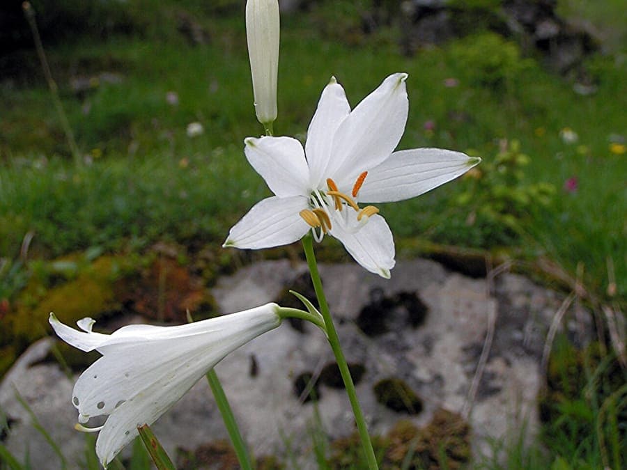 Paradisea liliastrum white flowers