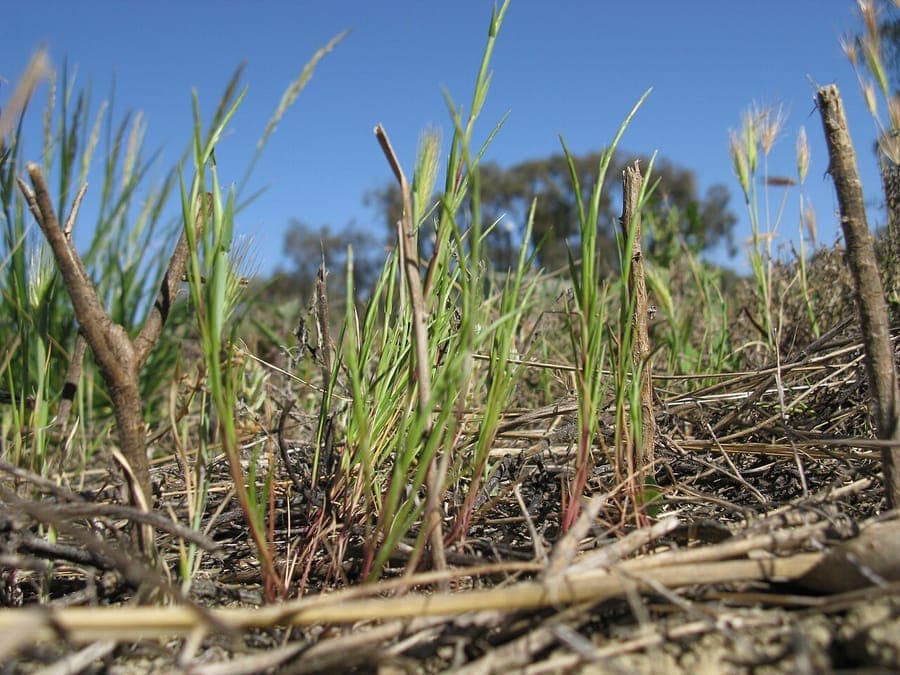 Curved sicklegrass with curved spikelets in natural habitat