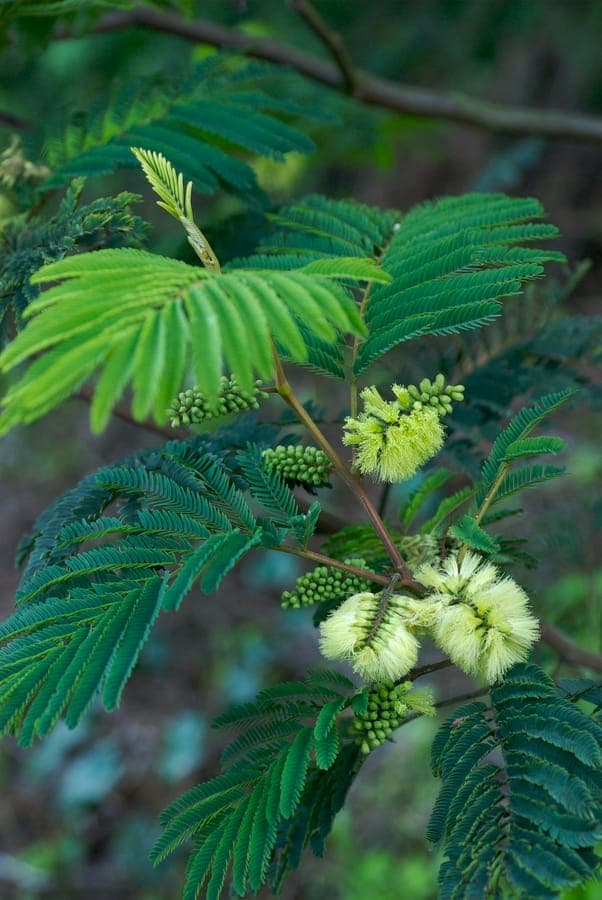 Australian albizia foliage and flowers detail