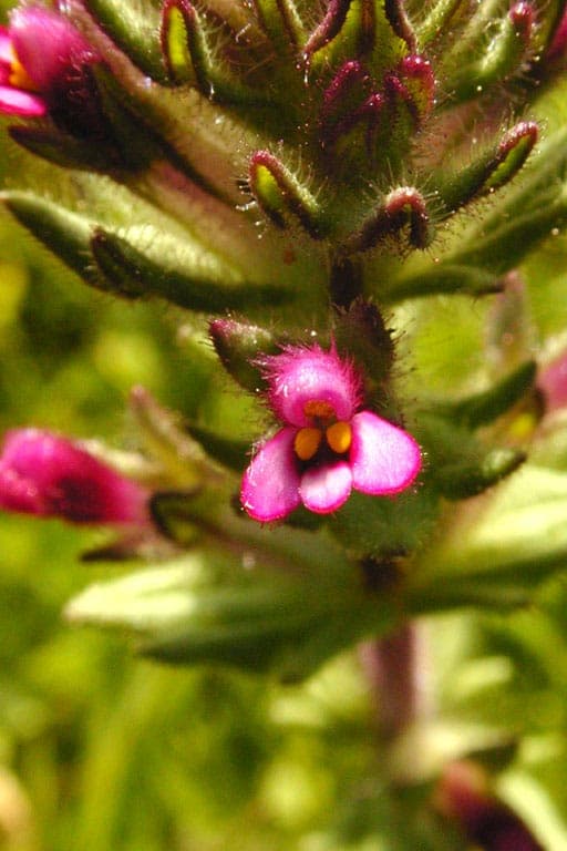 Schone gelbe Parentucellia latifolia Bluten in Blute