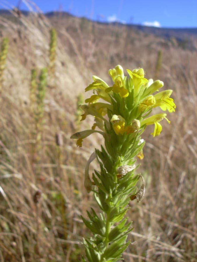 Sticky bartsia (Parentucellia viscosa) with yellow flowers in natural habitat