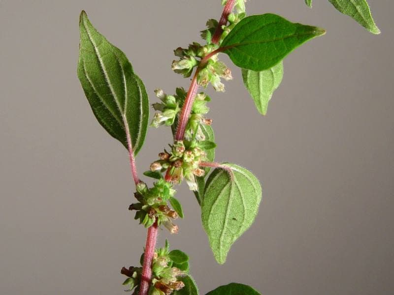Parietaria judaica plant met kleine groene bladeren tegen bakstenen muur