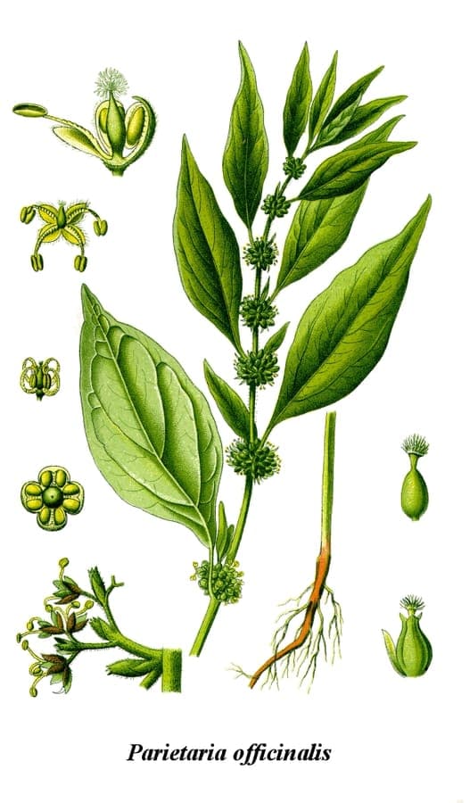 Parietaria officinalis Pflanze mit gruenen Blattchen auf alter Steinmauer