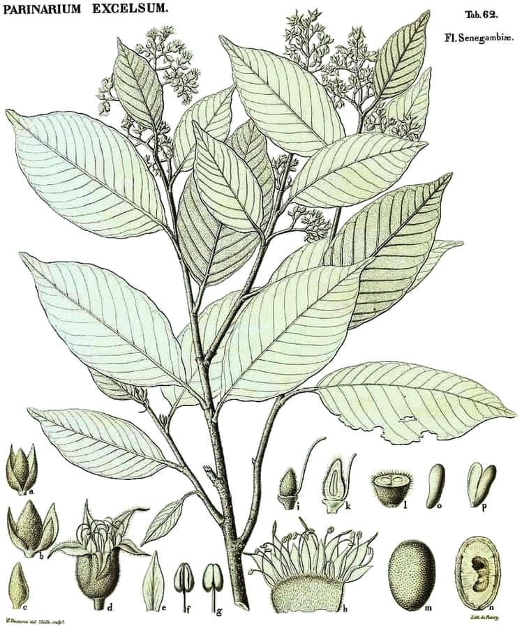 Guinea-plum tree with foliage and ripening fruits