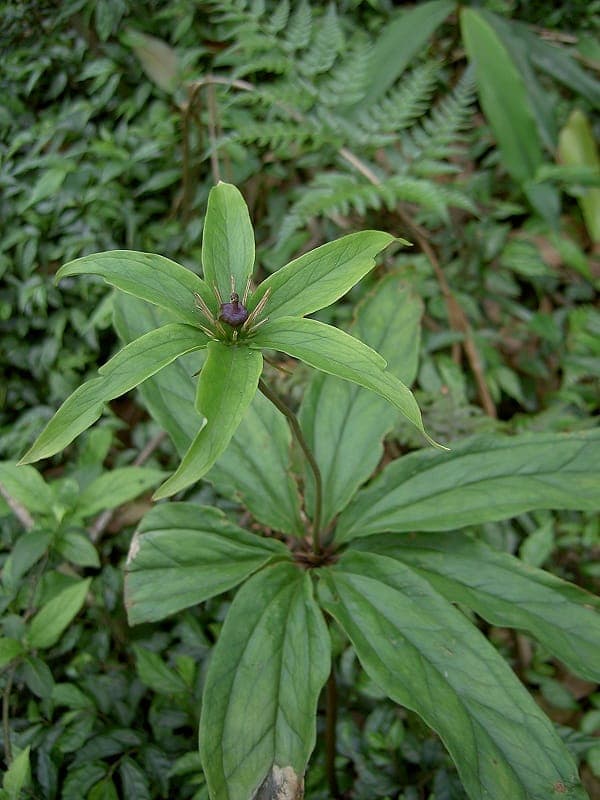 Paris polyphylla Pflanze mit charakteristischer Multi-Blatt-Struktur und roten Beeren
