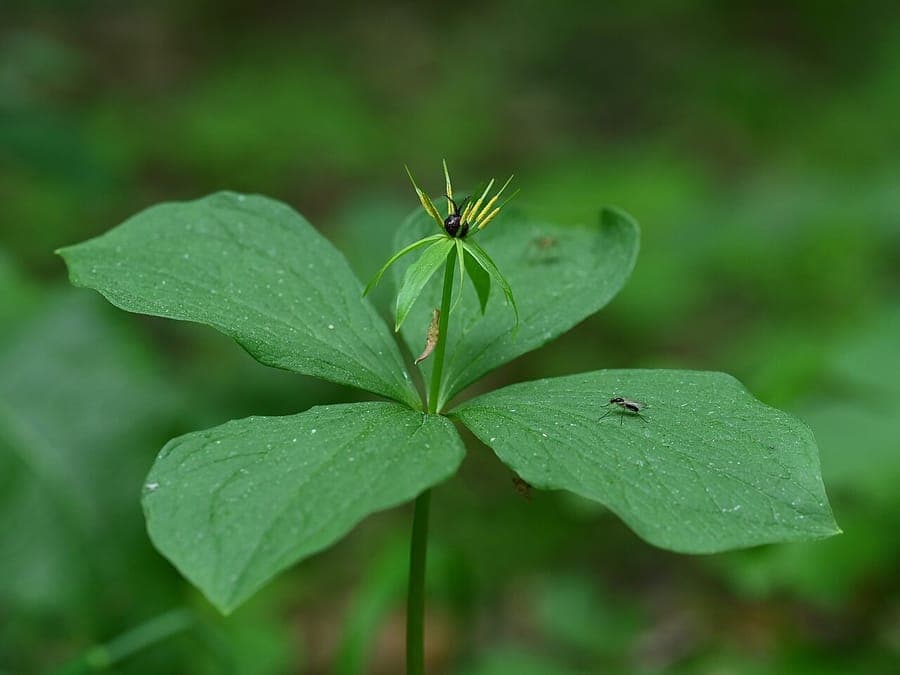 Plante Paris quadrifolia avec quatre feuilles caracteristiques et fleur verte
