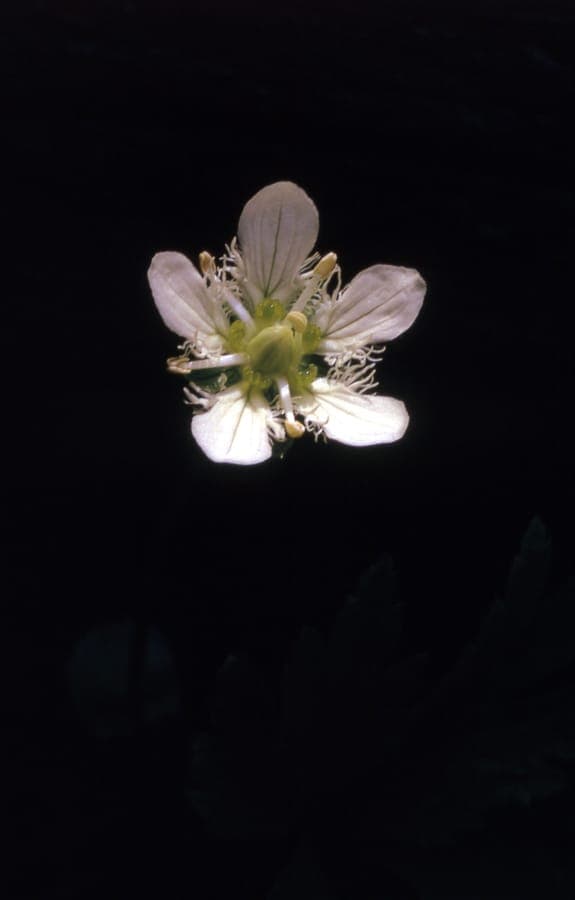Parnassia fimbriata mit weißen Fransenblüten am Rande eines Gebirgsbachs