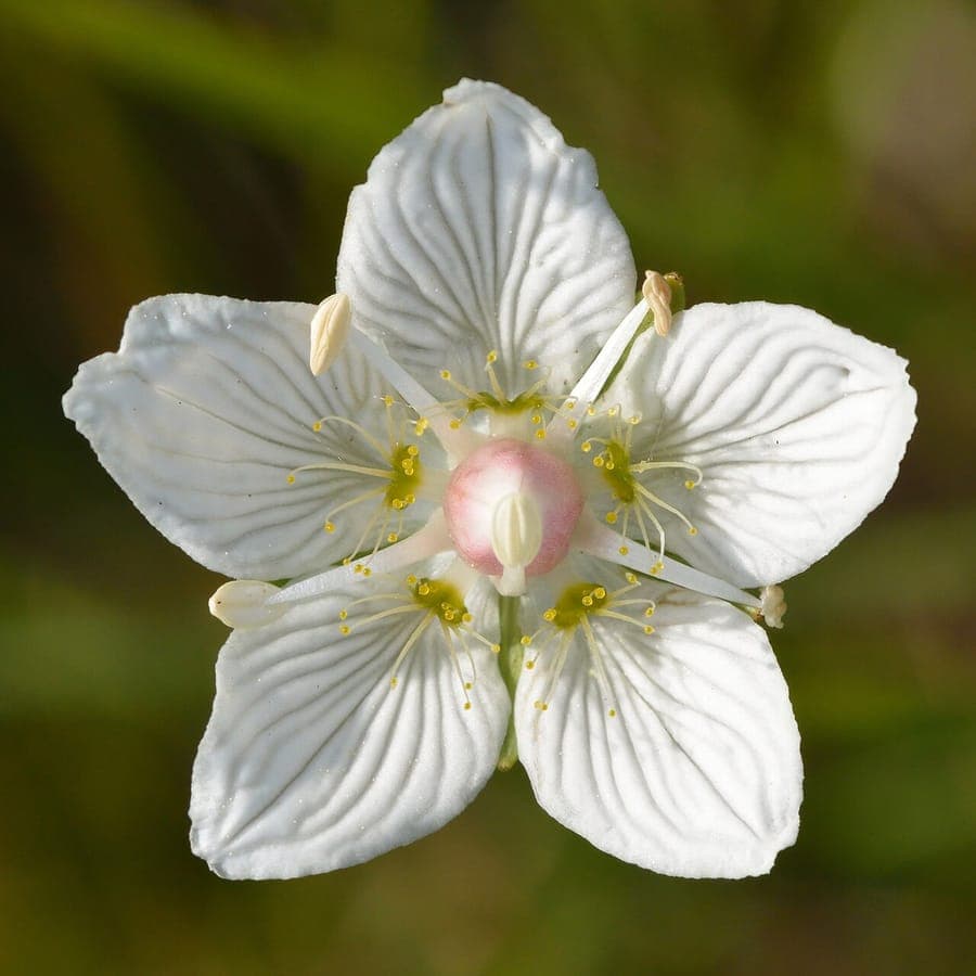 Parnassia palustris Pflanze mit weisser Bluete und duennen gruenen Blattchen in feuchter Umgebung