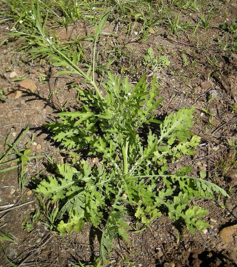 Parthenium hysterophorus Pflanze mit kleinen weiss-gelben Blueten und fein verzweigten Blattchen
