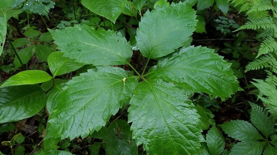 False Virginia creeper leaves and tendrils