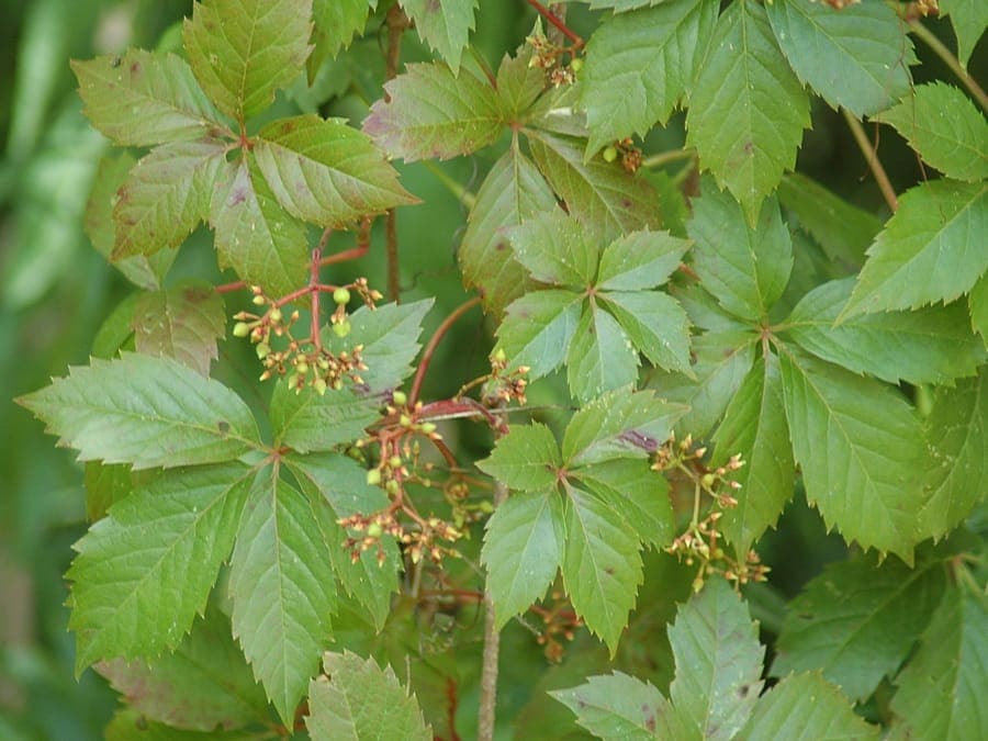 Vigne vierge avec feuillage rougeâtre automne