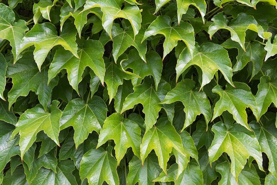 Vigne-vierge du Japon recouvrant un mur de brique avec des teintes d'automne éclatantes