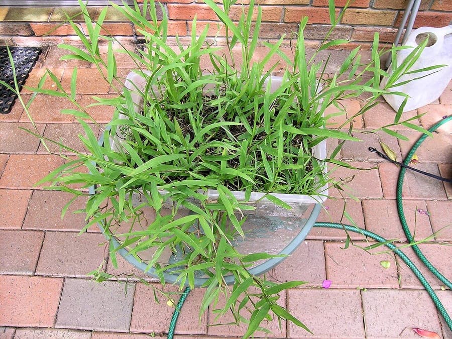Paspalum conjugatum mit charakteristischen paarigen Ahren auf feuchtem Tropenboden