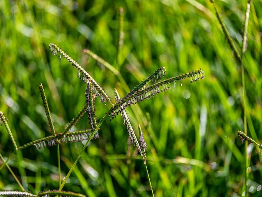 Paspalum distichum grassoort met twee kenmerkende bloemaren