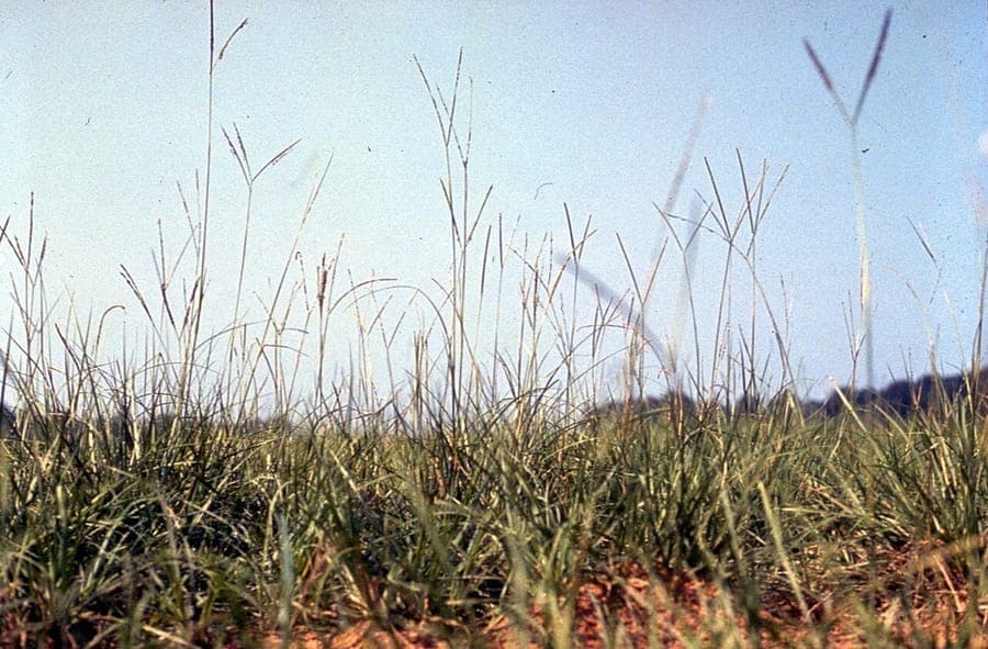 Bahiagrass Paspalum notatum zeigt sein charakteristisches Wuchsmuster