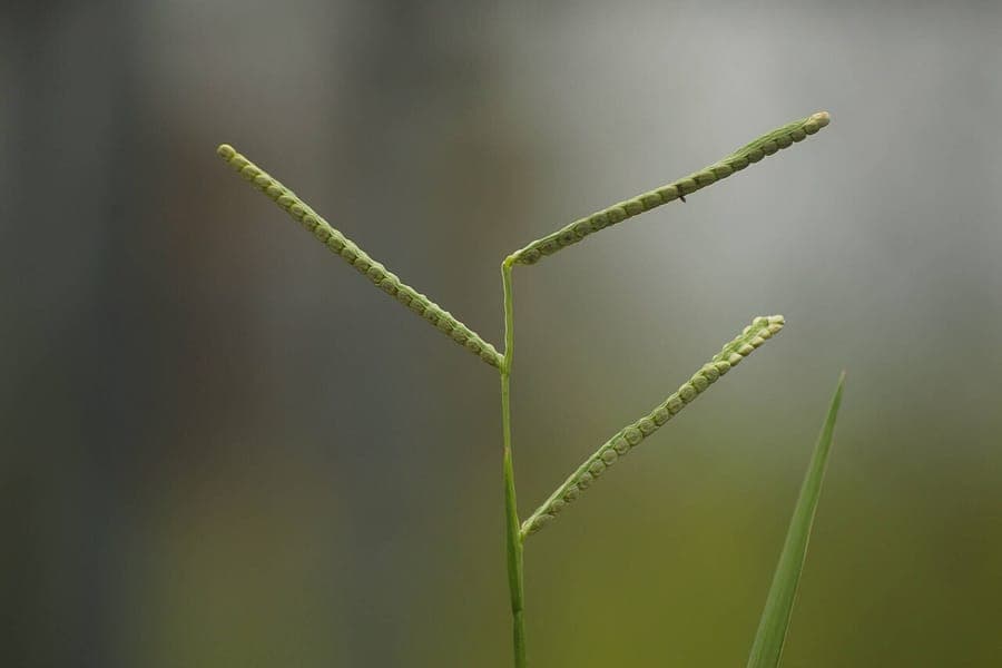 Paspalum scrobiculatum grass with seedheads in wind