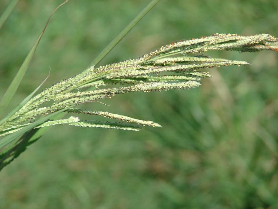 Paspalum urvillei grasspruten met karakteristieke bloeiwijzen