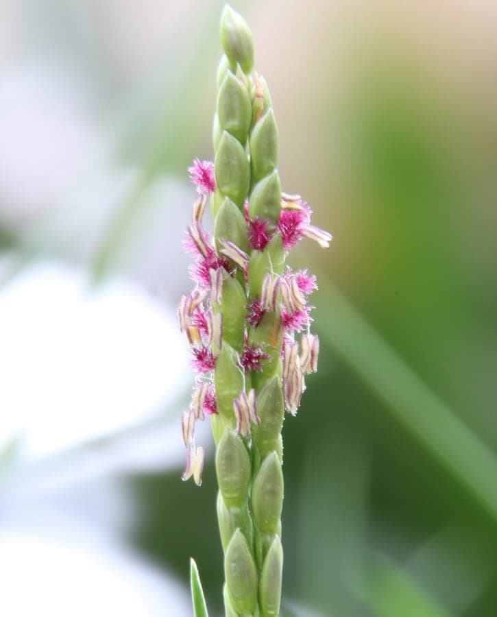 Paspalum vaginatum seashore grass