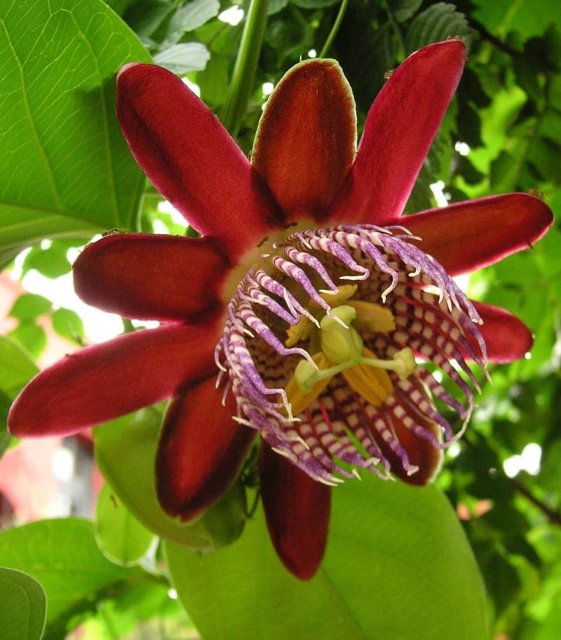 Passiflora plant met exotische paarse-witte bloemen in pot op balkon