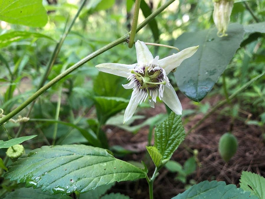 Passiflora bryonioides climbing plant with passion flowers