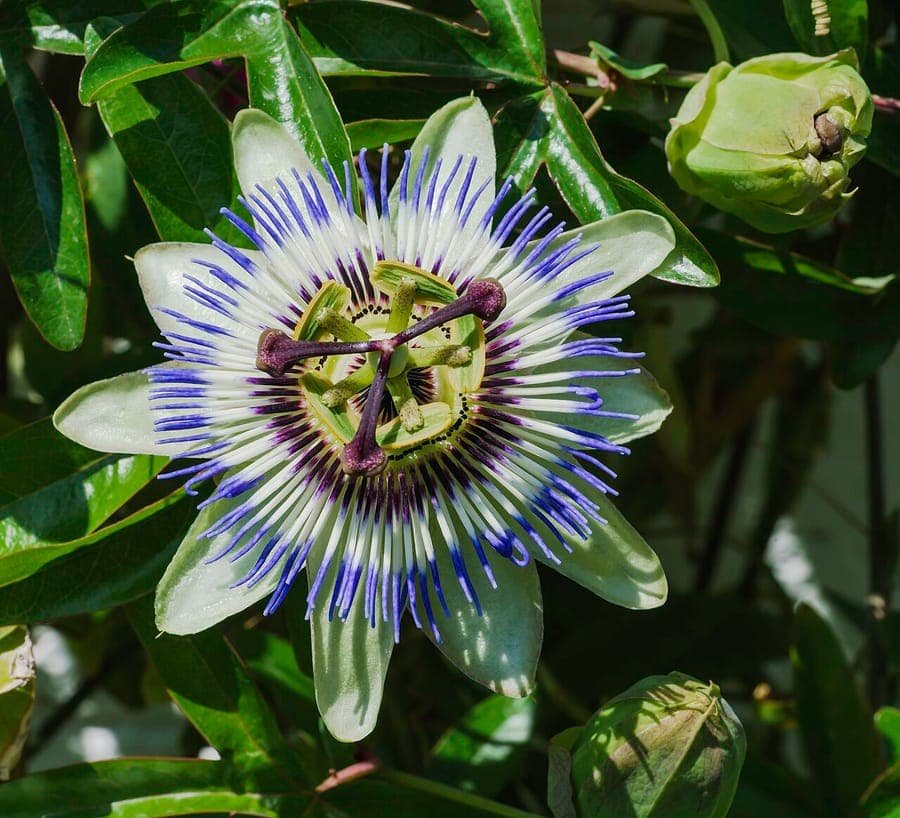 Brazilian passionflower in full bloom on a wooden trellis