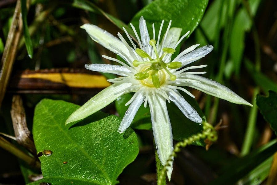 Passiflora capsularis passievrucht bloem en blad