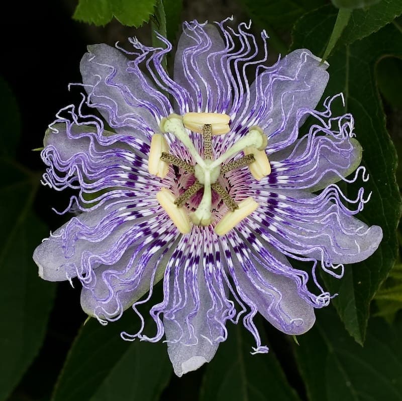 Schone gefranste Passiflora ciliata Bluten in voller Blute