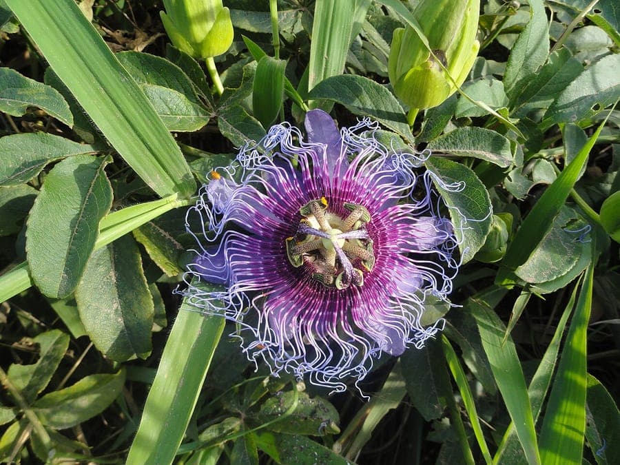 Crato-Passionsblumenbluete mit purpurnen und wei??en Kronenfaden