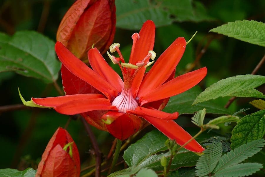 Liane Passiflora coccinea avec fleurs de passion ecarlates distinctives
